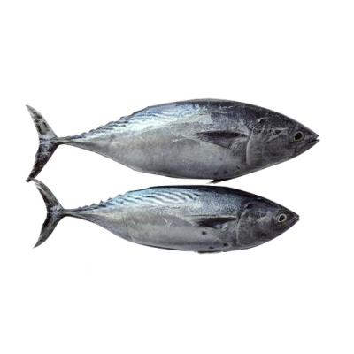 China Frozen bonito from NATURE high quality new nice offer prices for sale