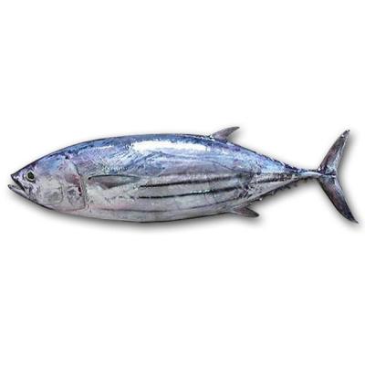 China Competitive Price Hot Sale SEA NATURE Frozen Skipjack Tuna for sale