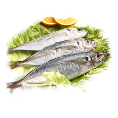 China Good Quality Pacific Organic Hot Frozen Landing Saurels Jack Mackerel Whole Round New for sale