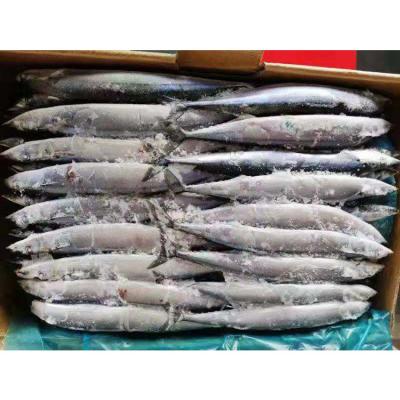 China NATURE Wholesale Round Seafod Frozen Whole Block BQF Pacific Scombresoce for sale