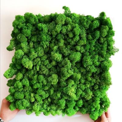 China Eco-friendly best quality deried preserved moss ross decoration leaf moss wall garland for sale