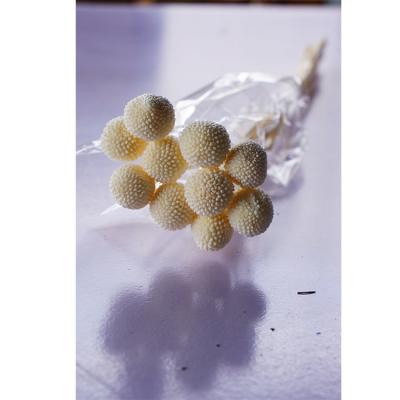 China GBP-0001 Natural Touch Golden Ball Flower Golden Ball Preserved Flowers For Home Decorative for sale