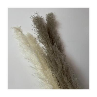 China Natural Contact RP-0027 Reed Sticks Dried Pampas Phragmites wholesale Reed Pampas Grass natural for sale