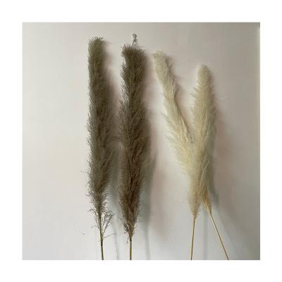 China RP-0026 Touch Natural Easy To Use Pampas Grass Reed Natural Reed Pampas Grass for sale