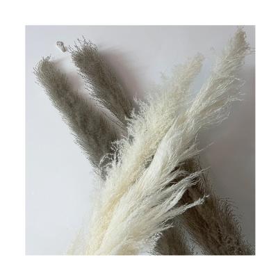 China RP-0022 Natural Contact Quality and Quantity Assured Reed Plumes Pampas Grass Natural Dry for sale