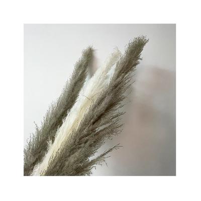 China RP-0020 Natural Touch Group Fluffy Pampas Grass Reed Flower Pampas Grass Reed for sale