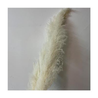 China Natural Touch RP-0019 Reed Pampas Grass Reed Dried Stable Quality Dried Pampas Grass for sale