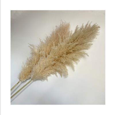 China BP-0006 Natural Skillful Touch Original Color Pampas Grass Dry Flowers For Home Decoration for sale