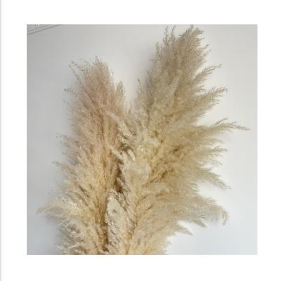 China BP-0008 Touch Color Natural Material Natural Dry Original Large Pampas Grass For Flower Wedding Gift Home Decor Store for sale