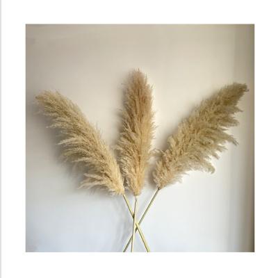 China BP-0009 Natural Touch Sophisticated Technology Original Color Dry Pampas Reed Pampas For Home Decoration for sale