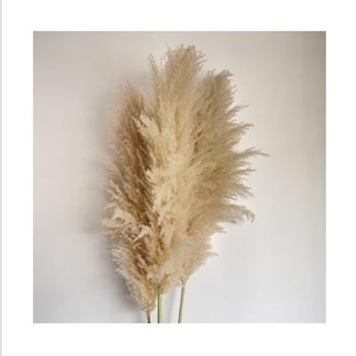 China BP-0010 Touch Decoration Natural Dry Original Color Dried Pampas Flowers Wedding Arch Pampas Flower Arrangements for sale