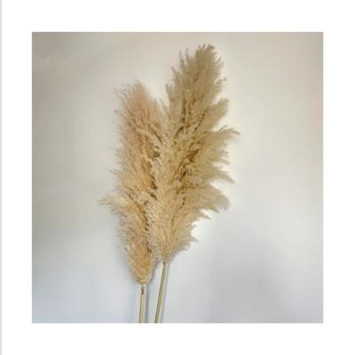 China BP-0011 Touch Natural Dry Natural Pampas Grass Skillful Making Pampas Grass Tall for sale