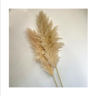 China BP-0013 Natural Touch Natural Dry Pampas Grass Arrangement Premium Pampas Grass for sale