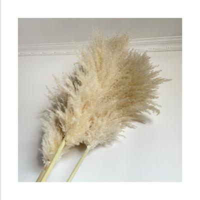 China BP-0014 Natural High Quality Touch Pampas Grass Backdrop Large Fluffy Pampas Grass for sale