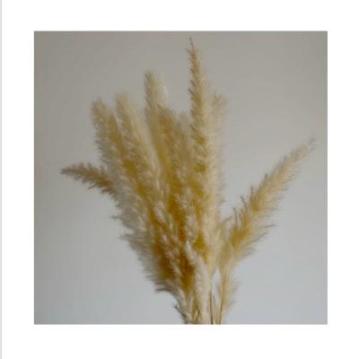 China Natural Professional Colorful Cream Color Small Pampas Grass Touch SP-0008 Design Small Pampas Use For Home Decoration for sale