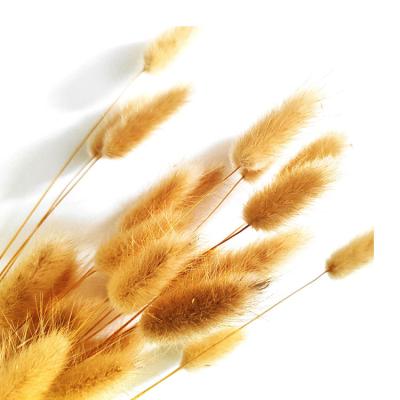 China BT-0001 Touch Color Flowers Natural Hot Selling Original Bunny Tail Grass Plug Bunny Tail For Home Decor for sale