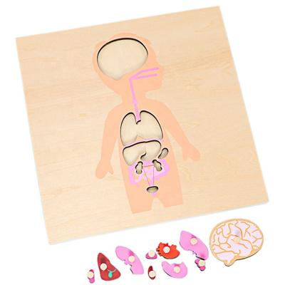 China Cartoon Toy Montessori Science Toy Human Body Organ Structure Puzzle Toys for Kids Montessori Teaching Aids Toy Unisex Boys Educational for sale