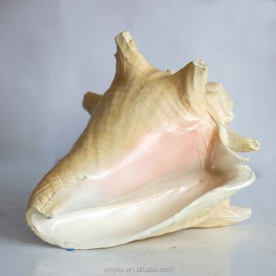 China China Resin Conch Statue Resin Shell For Home Decorative for sale