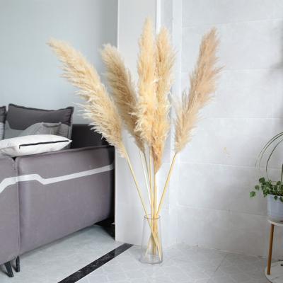 China Beige Color Large Pampas Grassland Reed Wedding Decoration Deco Large Reed Pampas Grass Dried Flower Artificial Flower Home for sale