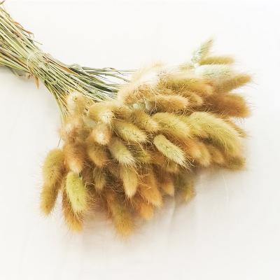 China 2021 Home Decor Flowers 50pcs Package Dry Natural Bunny Tails Grass Wedding Decor for sale