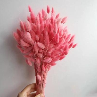 China 2020 Home Decor Hot Sale Dried Flowers Real Natural Dried Flowers 50pcs Per Pack Rose Bunny Tail For Amazon for sale