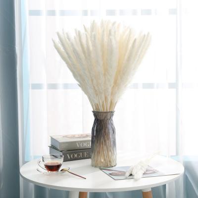 China Wholesale High Quality White Pampas Grass 17inch 43cm Small Home Decor Amazon Tops With 45cm Gift Boxes for sale