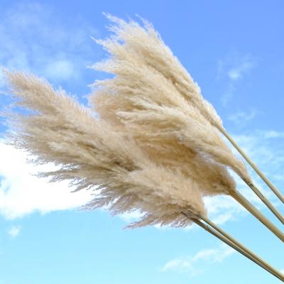 China 2021 Home Decor Amazon Hit Wedding Decorations Dried Flower 80cm Long Stem Large Natural Pampas Grass for sale