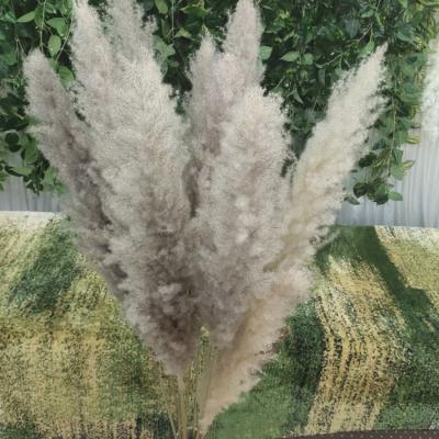 China Home Decor Fatural Decorative Flower Dried Great Pampas Grass For Wedding Party Home for sale