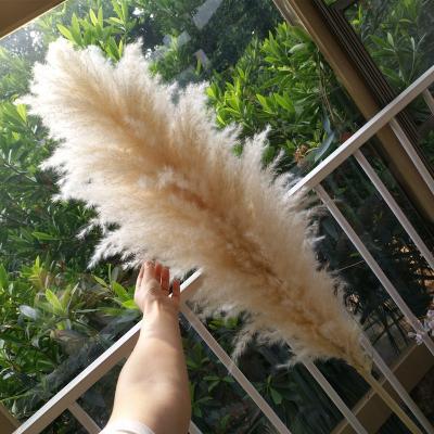 China Home Decor Most Popular Ins Decoration Dried Flowers 70-80cm Tall Pampas Grass For Decoration Wedding Home for sale