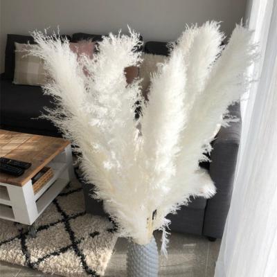 China Natural Touch Fluffy Pampas Grass Large Boho Dried For Pampas Grass Dry Grass Decor For Decor Wedding Home Decor for sale