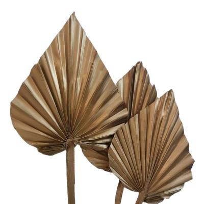 China Popular Home Decor Ins Dry Palm Leaves Flowers Dry Palm Leaves Wedding Home Decor for sale