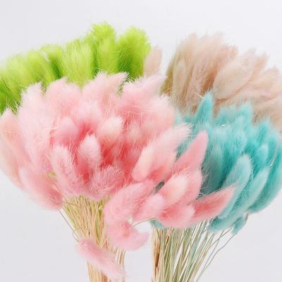 China Lagurus Flower Plant Price Rabbit's Tail Dry Grass Uraria Picta Dried By Home Decor Ovatus Cheap Flower Home Decoration for sale