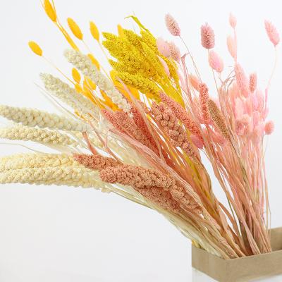 China Real Flores Bouquet Natural Wedding Touch Millet Decor Wall Decor Dry Flowers Native Dry Flowers Decor For Home Deocaration for sale