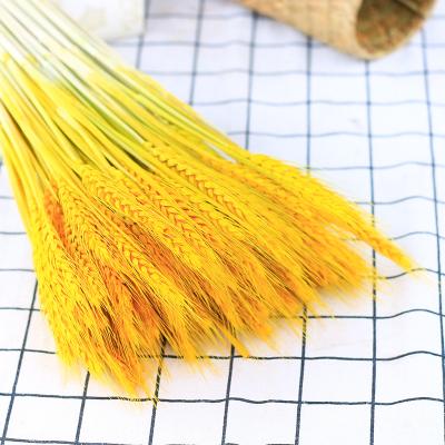 China Dired Amazon Natural Flower 2021 Hot Really Selling Nature Dried Flower Bouquet Dried Flowers Wall Decoration Dried Natural Flowers With Best Price for sale