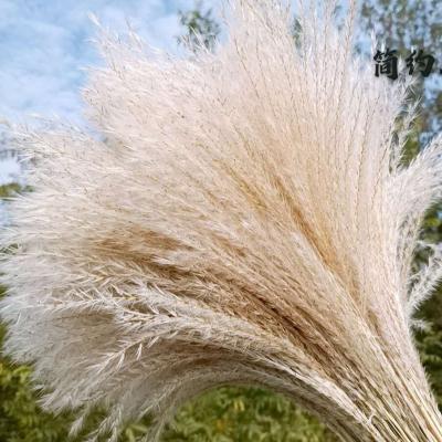 China Home decor warm style natural plant hossu beige real grass dried flower decorative flower interior decoration for sale