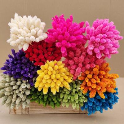 China Home Decor Yunnan Florist Direct Selling Cheap Price Dried Flowers Jewelweed Grass Rabbit Tails DIY Natural Dried Home Decor Accessories for sale