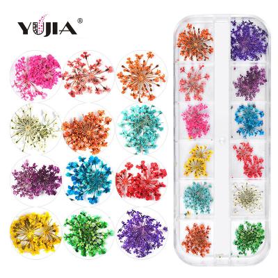 China New Nail Art DIY Nail Flower 12 Color Star Sky Sunflower Dry Flower Box Small Japanese Daisy 12 Dry Color Container 24 Dry Nail Flowers for sale