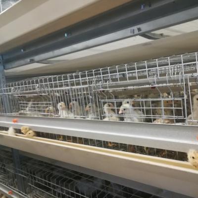 China Commercial High Quality Automatic Galvanized 3 Tiers H Type Broiler Poultry Cage Chicken Farm System for sale