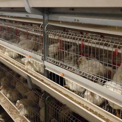 China Full Automatic Cheap Price Broiler Chicken Cage For Sale for sale