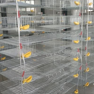 China Manual Type Quail Farms Low Price H Type Cage for sale