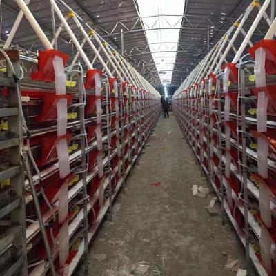 China Automatic Cheap Farms / Chicken Quail Cage Layer Cage Poultry Farm Equipment for sale