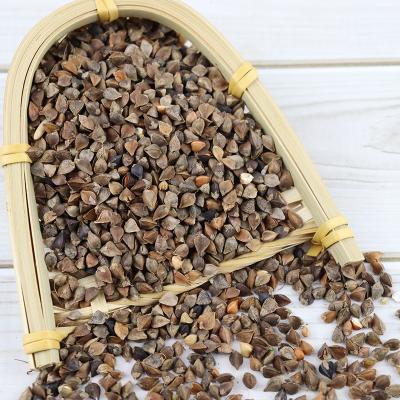 China Roasted dry buckwheat - Fagopyrum for sale