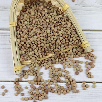 China Dried GREEN LENTILS for sale