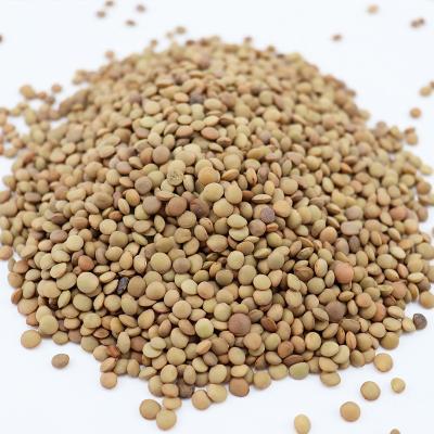 China Dry 2022 new crop Chinese dry green lentils for sale