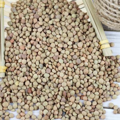 China High quality dry green lentils eco product from France wholesale price lentils for sale in bulk for sale