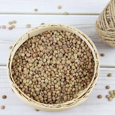 China New Cultured High Quality Green Lentils Dry Natural Pure Green Lentils With Non GMO Competitive Price Product for sale