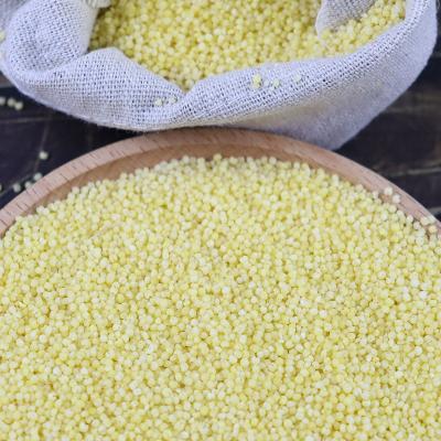 China Cultured Grain Dry High Protein Organic Broomcorn Dried Hulled Millet Yellow Gluten Free For Porridge for sale