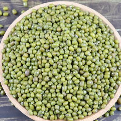 China Green gram vigna green bean mung beans dry green moong for sale