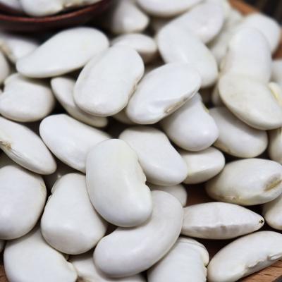 China New Corp Egyptian Bean Large White Kidney Beans Dry White Beans For Sale for sale