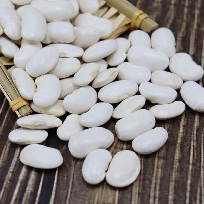 China New Crop Dwarf Bean Dry White Export for sale